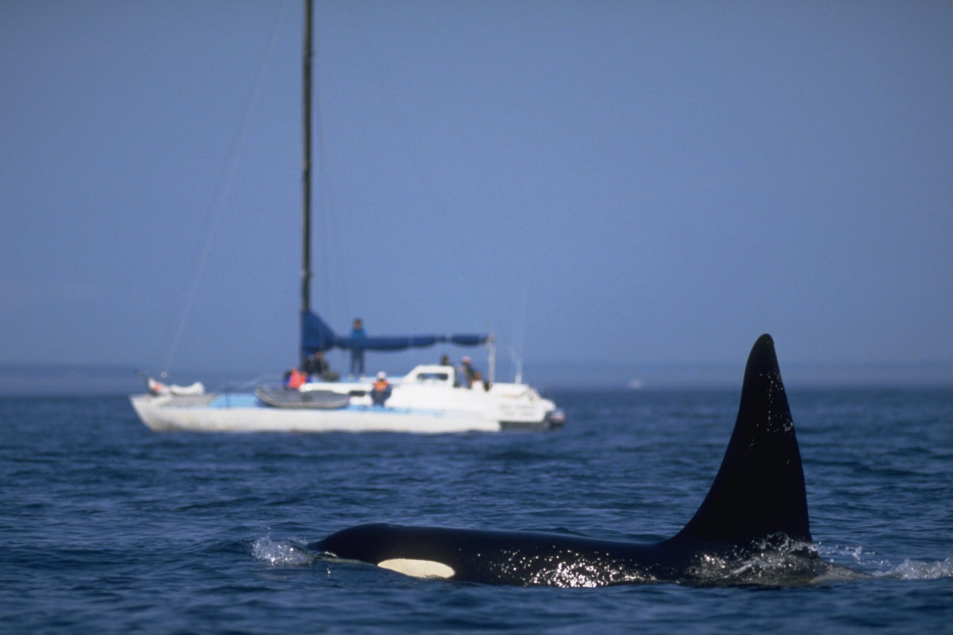 Orca Uprising: Why did killer whales target racing yachts during The Ocean Race?