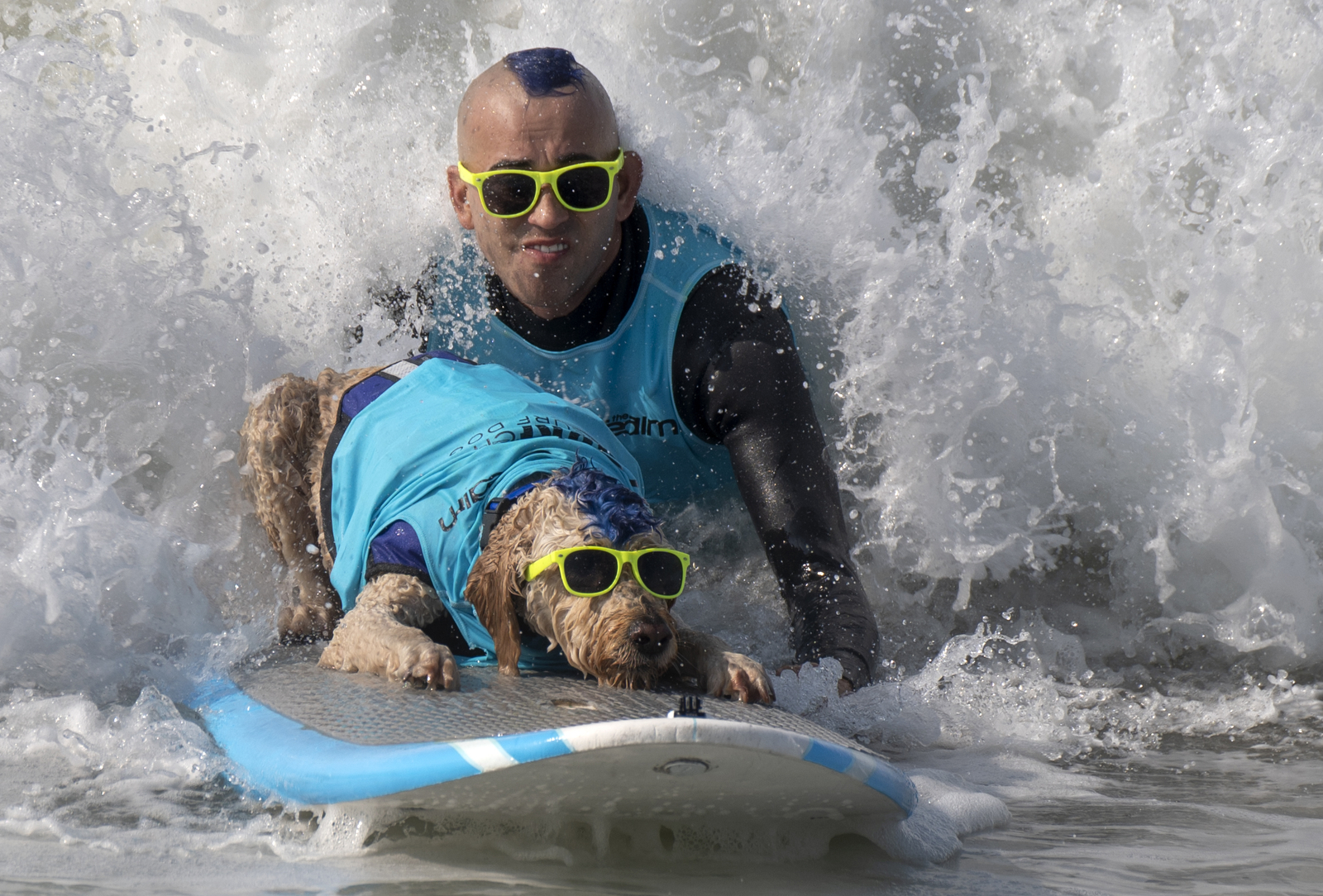 Can dogs actually surf?