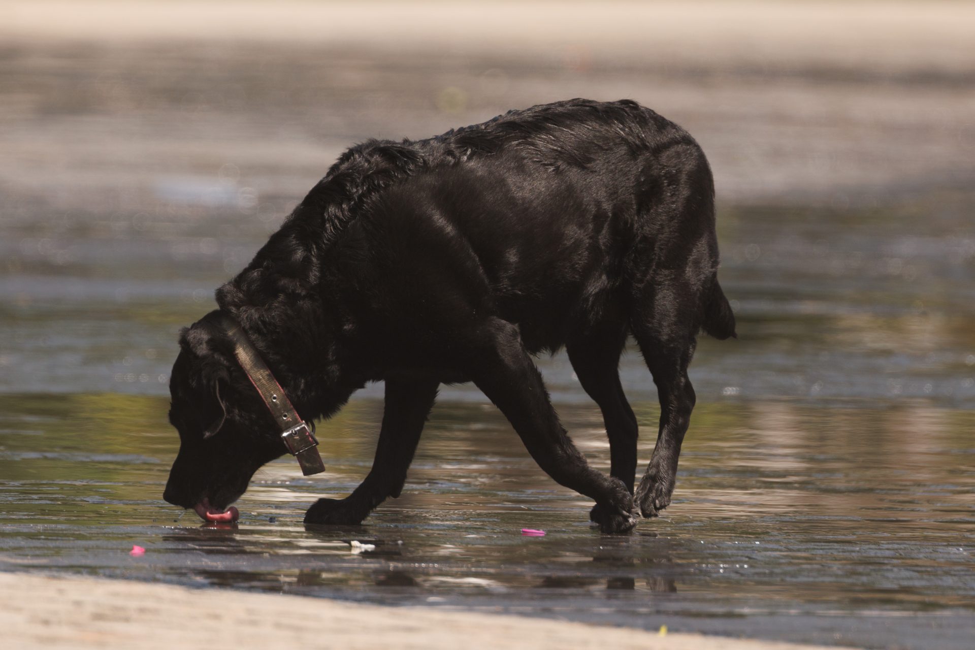 Chesapeake bayretriever: heel goede surfers