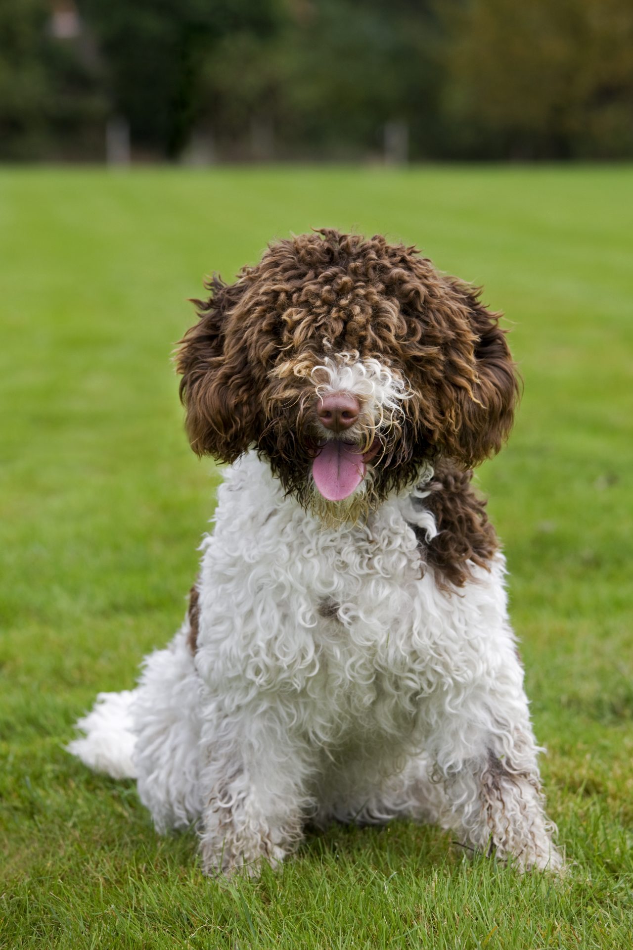 Spanish Water Dog