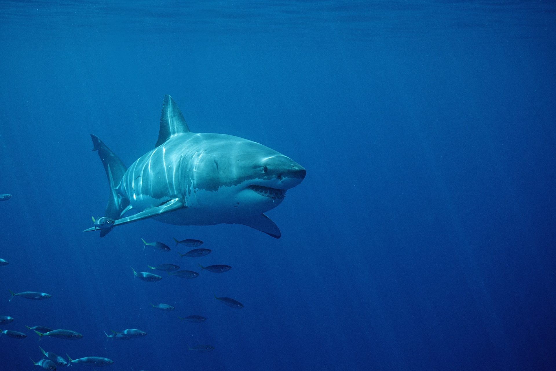 Les observations de grands requins blancs en hausse