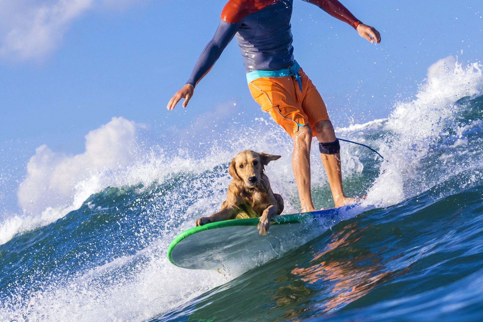 波乗り犬のコンテスト：ドッグサーフィン世界大会がカリフォルニア州で開催