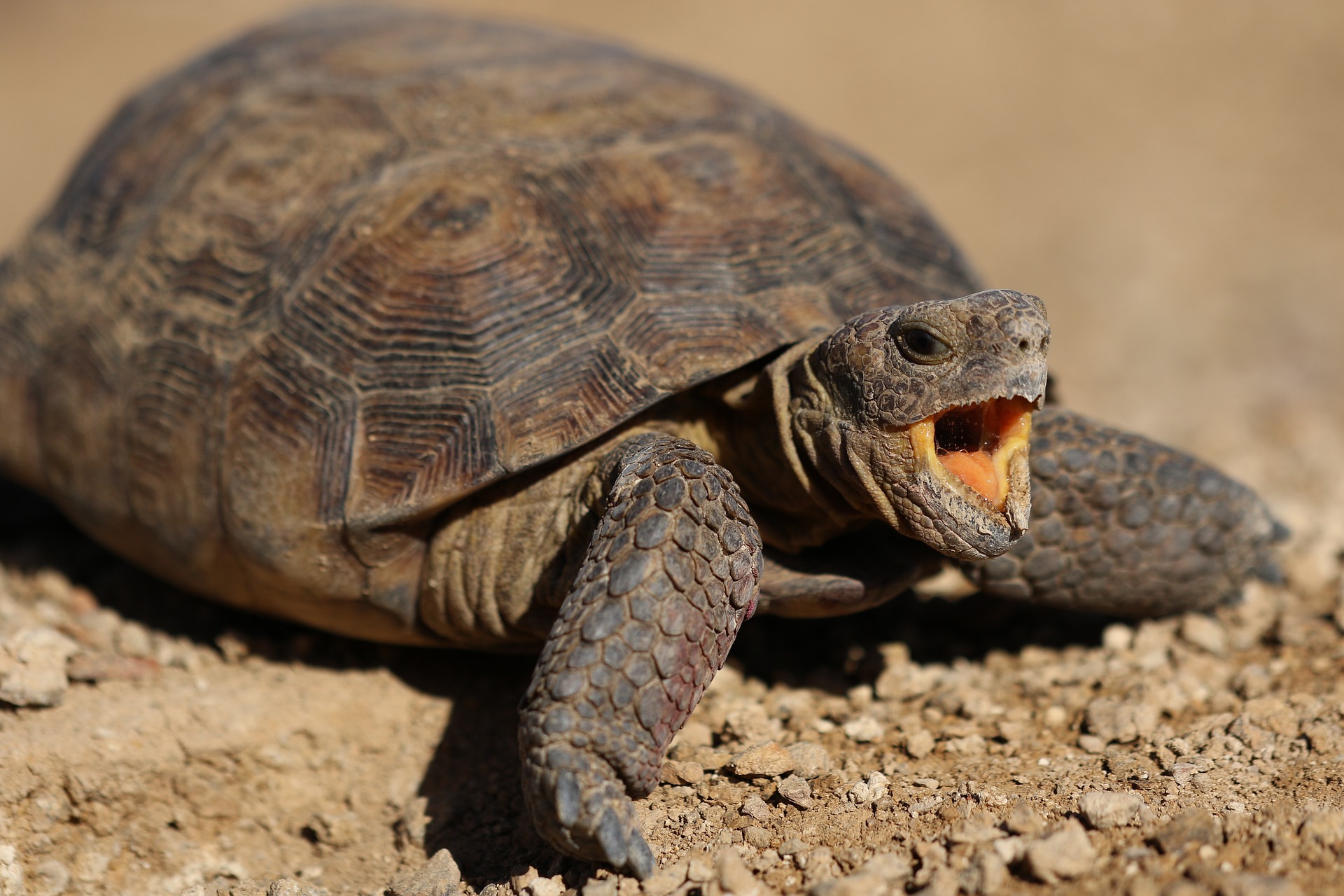 Mehr herausfinden über Schildkröten-S ex