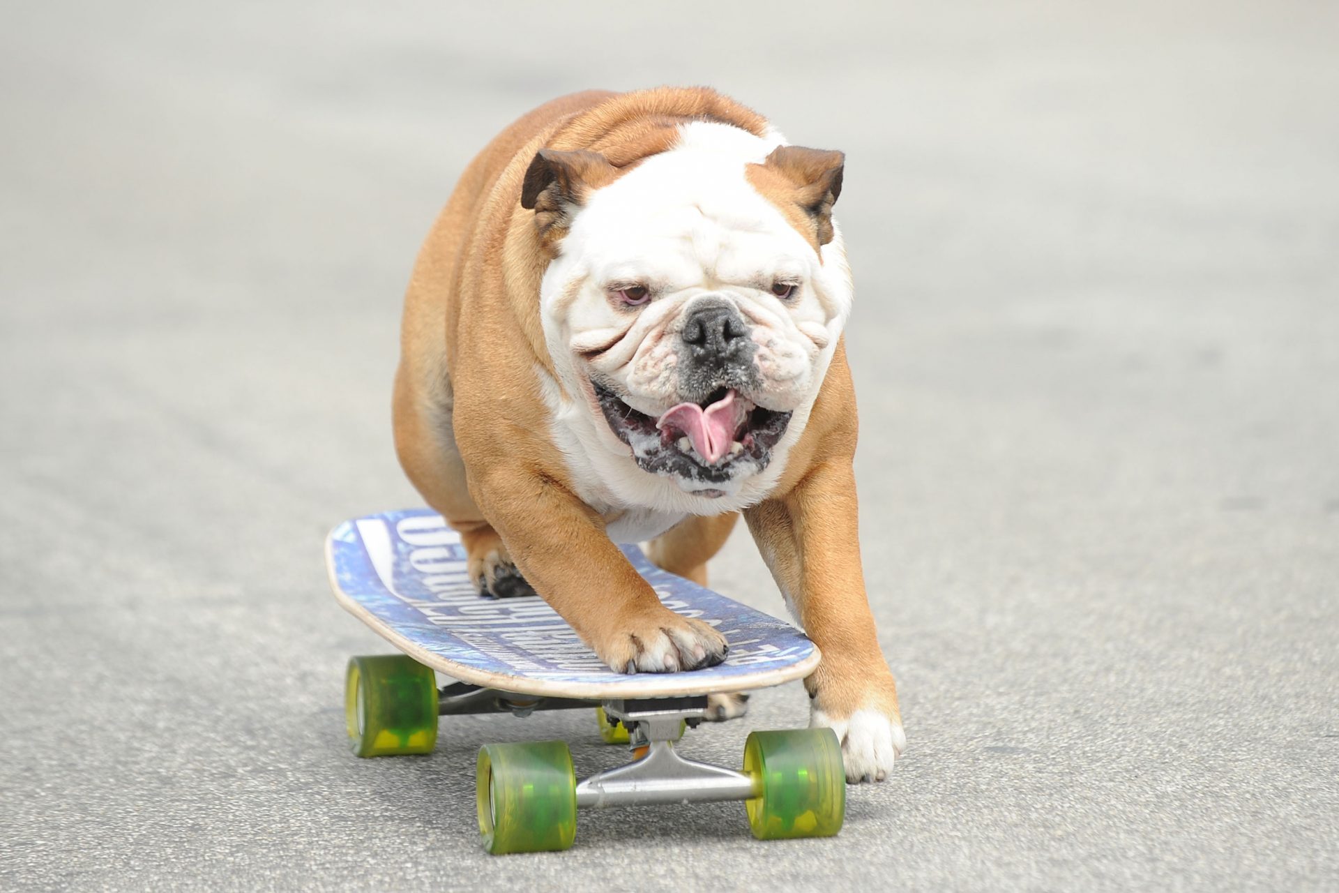 Tillman – The bulldog who holds a skateboarding world record!