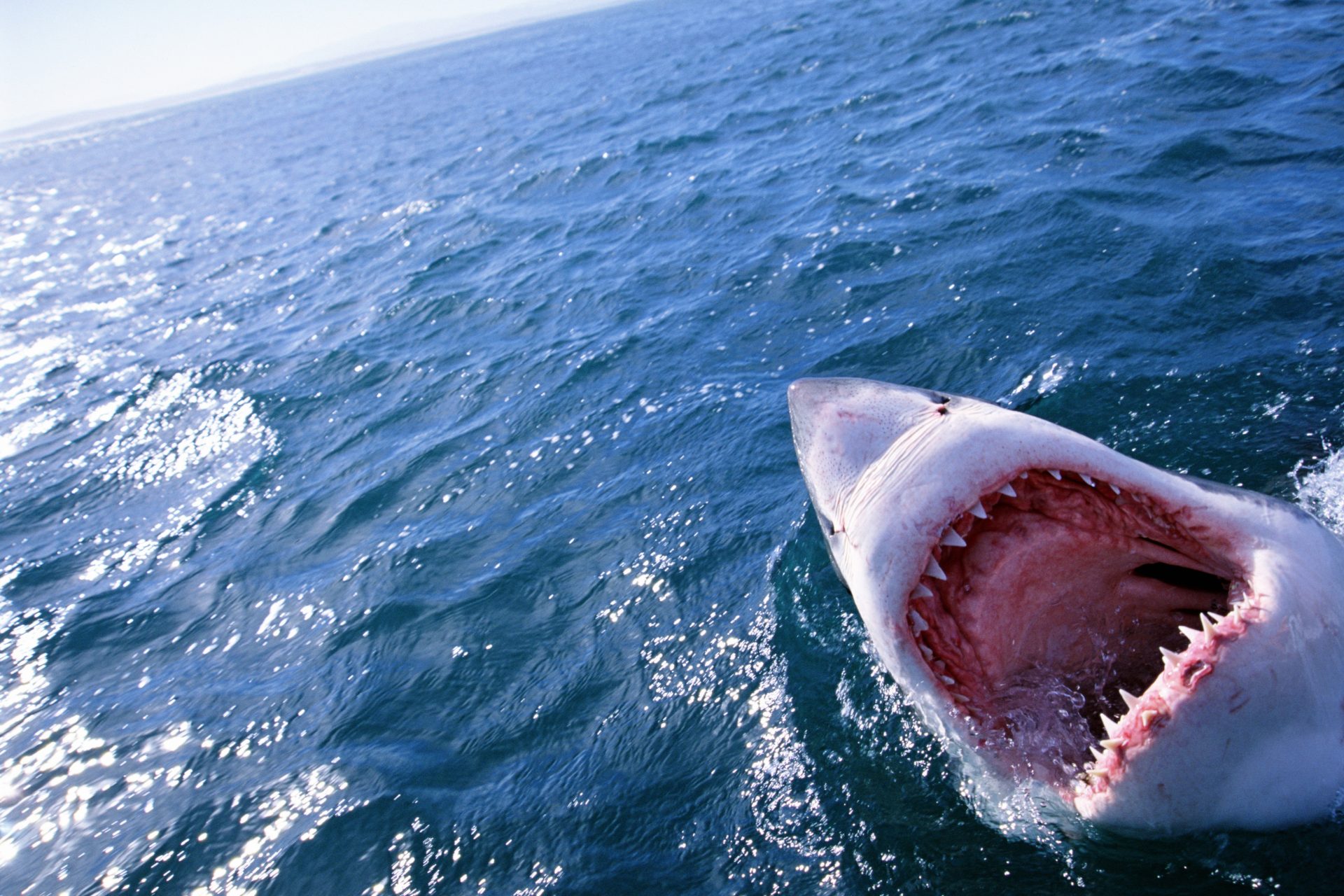 Shark attacks on the rise