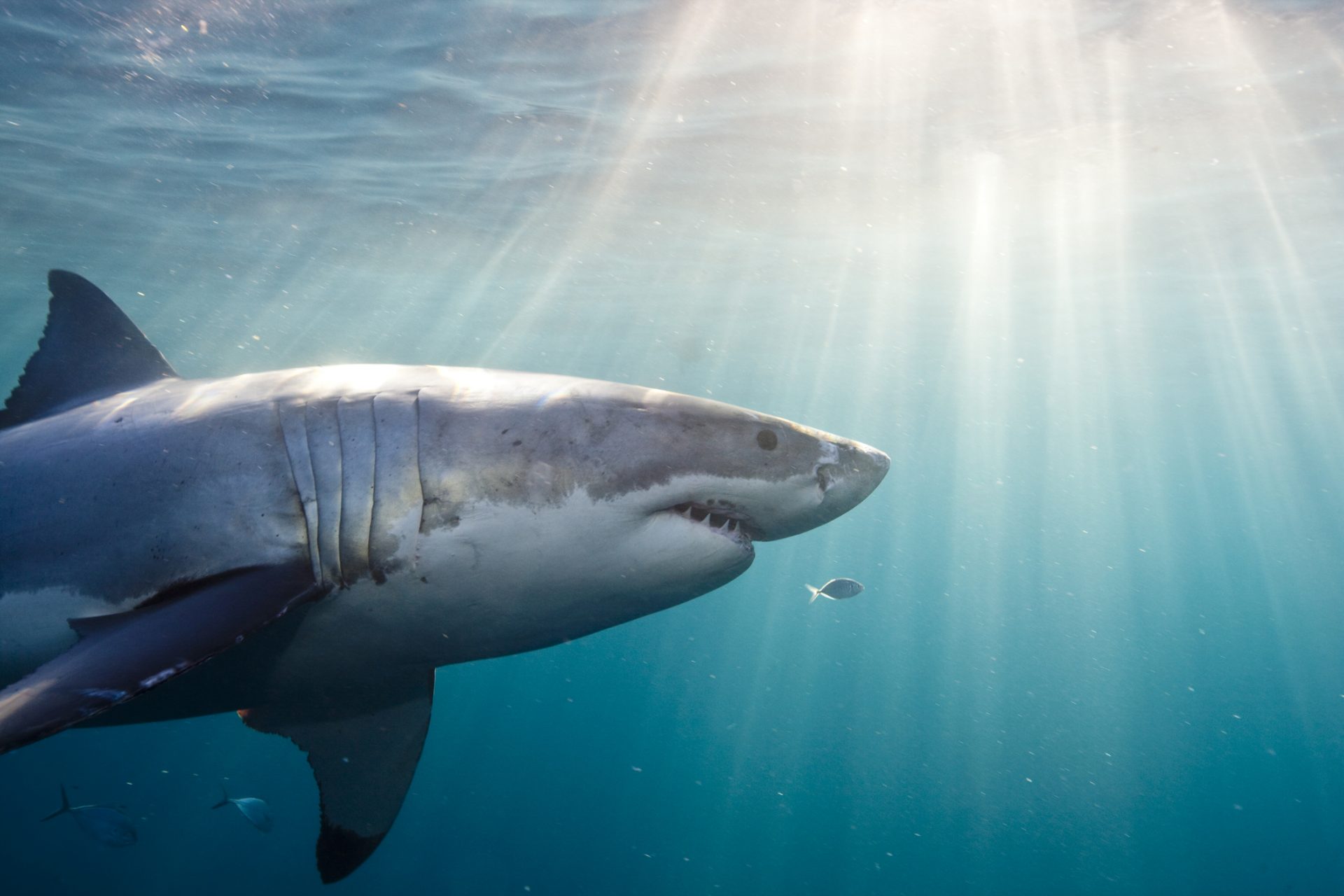 カリフォルニア沖でサメが人を襲撃、被害者の命に別状はなし