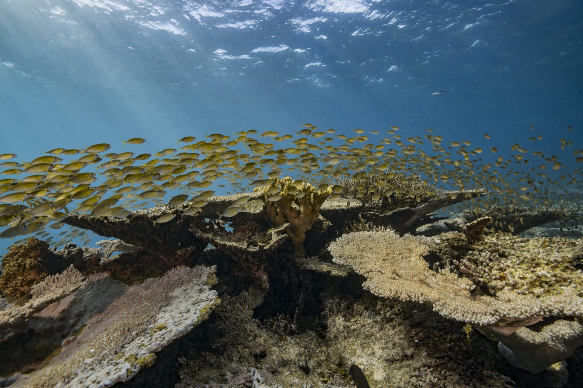 Peligro de ciguatera por perforación del arrecife